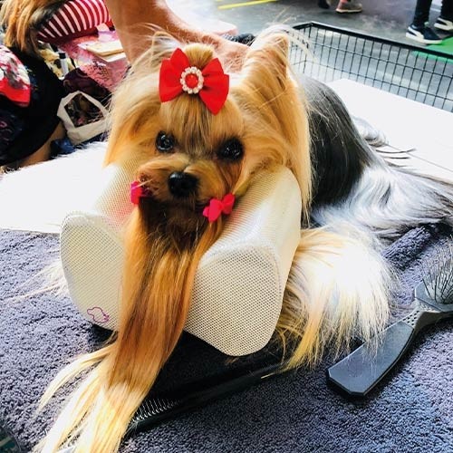 IBÁÑEZ® Komfort-Kopfstütze / Frisierkissen für Hunde IBÁÑEZ® Komfort-Kopfstütze / Frisierkissen für Hunde