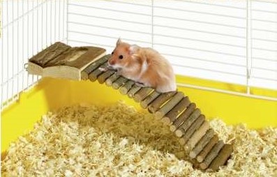 Karlie Hamsterleiter - Klein Karlie Hamsterleiter - Klein