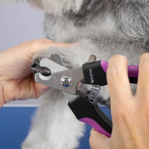 IBÁÑEZ® Krallenzange / Krallenschere für mittlere bis große Hunde
